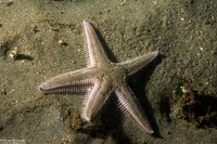 Astropecten armatus (Spiny Sand Star)