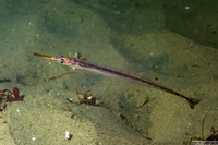 Aulorhynchus flavidus (Tubesnout)