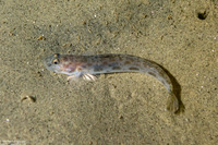 Lepidogobius lepidus (Bay Goby)