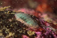 Lepidozona radians (Lepidozona Radians)