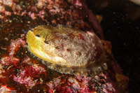 Haliotis rufescens (Red Abalone)