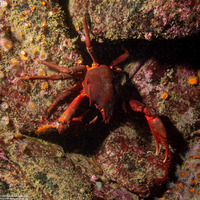 Pugettia producta (Northern Kelp Crab)