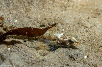 Odontopyxis trispinosa (Pygmy Poacher)