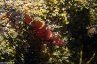 Heptacarpus palpator (Intertidal Coastal Shrimp)