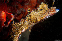 Heptacarpus palpator (Intertidal Coastal Shrimp)