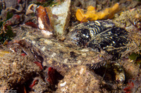 Citharichthys stigmaeus (Speckled Sanddab)