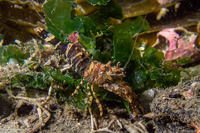 Heptacarpus palpator (Intertidal Coastal Shrimp)