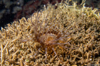 Pachycerianthus aestuari (Pachycerianthus Aestuari)