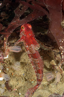 Orthonopias triacis (Snubnose Sculpin)