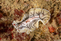 Eurylepta californica (Montgomery's Flatworm)