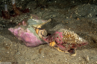 Kelletia kelletii (Kellet's Whelk)