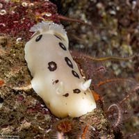 Diaulula sandiegensis (San Diego Dorid)