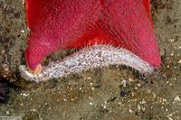 Cucumaria piperata (Peppered Sea Cucumber)