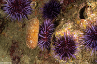 Strongylocentrotus purpuratus (Purple Sea Urchin)