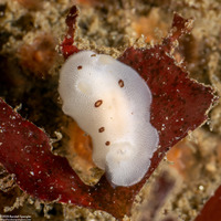 Diaulula sandiegensis (San Diego Dorid)