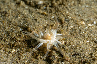 Diadumene leucolena (Ghost Anemone)