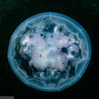 Aurelia aurita (Moon Jelly)