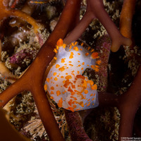 Triopha catalinae (Catalina Triopha)