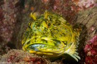 Scorpaenichthys marmoratus (Cabezon)