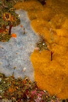 Aplidium californicum (Sea Pork)