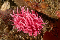 Okenia rosacea (Hopkins' Rose Nudibranch)
