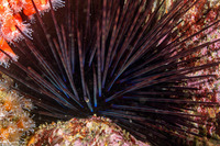 Centrostephanus coronatus (Crowned Urchin)