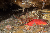 Pandalus danae (Dock Shrimp)