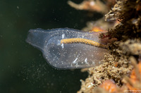 Corella willmeriana (Corella Willmeriana)