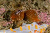 Pseudopusula californiana (Coffee Bean Cowry)