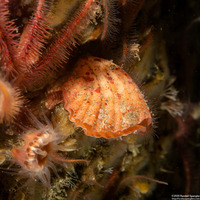 Terebratalia transversa (Common Lampshell)