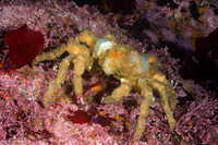 Loxorhynchus crispatus (Masking Crab)