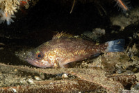 Sebastes miniatus (Vermilion Rockfish)