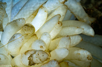 Doryteuthis opalescens (Market Squid)