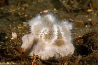 Metridium senile (Plumose Anemone)
