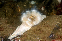 Metridium senile (Plumose Anemone)