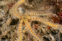 Ophiothrix spiculata (Spiny Brittle Star)