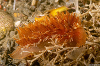 Dirona picta (Colorful Dirona)