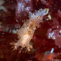 Dendronotus venustus (Branched Dendronotus)