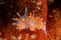 Hermissenda opalescens (Opalescent Nudibranch)
