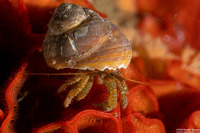 Pagurus granosimanus (Grainyhand Hermit Crab)