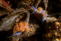 Hermissenda opalescens (Opalescent Nudibranch)
