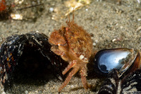 Romaleon antennarium (Pacific Rock Crab)