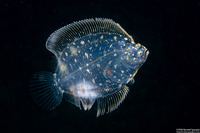 Family Bothidae (Larval Flounder)