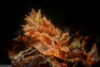 Dirona picta (Colorful Dirona)