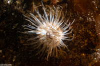 Diadumene leucolena (Ghost Anemone)