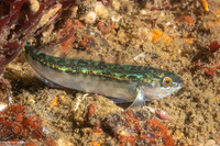 Hexagrammos stelleri (Whitespotted Greenling)