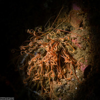 Cirriformia sp.1 (Cirriformia sp.1)