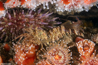 Heptacarpus palpator (Intertidal Coastal Shrimp)