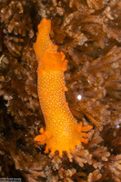 Triopha maculata (Spotted Triopha)