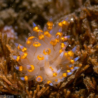 Antiopella barbarensis (Santa Barbara Janolus)